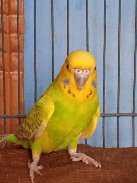 Australian Tota (Parrot) + Cage (Pinjra) and accessories 0