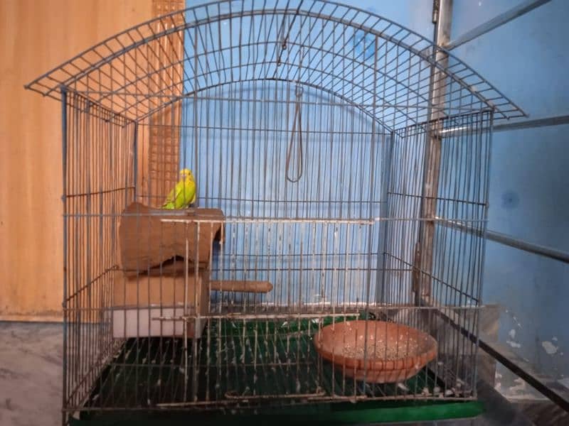 Australian Tota (Parrot) + Cage (Pinjra) and accessories 1