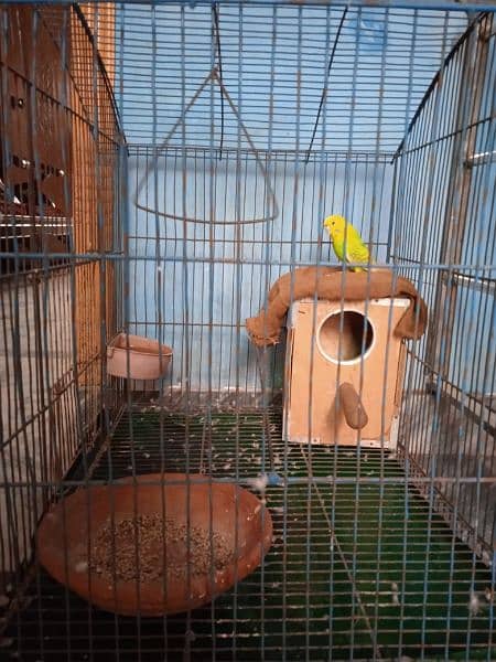 Australian Tota (Parrot) + Cage (Pinjra) and accessories 2