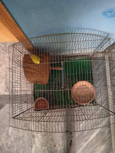 Australian Tota (Parrot) + Cage (Pinjra) and accessories 3