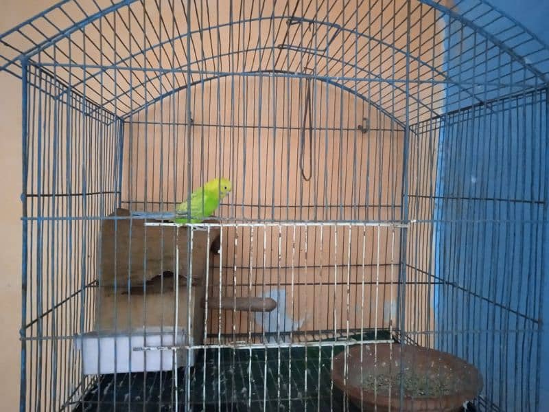 Australian Tota (Parrot) + Cage (Pinjra) and accessories 4