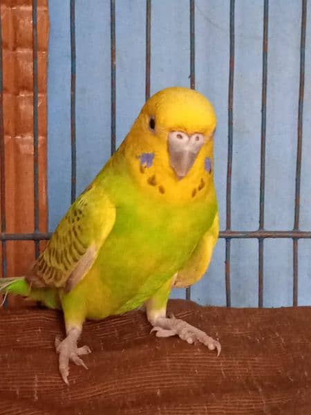 Australian Tota (Parrot) + Cage (Pinjra) and accessories 5