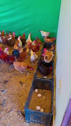 Golden misri Fresh near to laying eggs hens available age 5 month