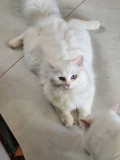 2 male cats age 10 months pure white pensian