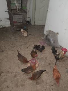 desi egg laying  hen sale