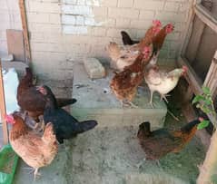 Golden Misri Egg Laying Hens