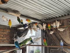 Albino red eye, red eye split, lotinu fisheri, Green fishers lovebirds