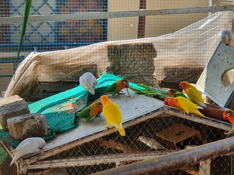 Albino red eye, red eye split, lotinu fisheri, Green fishers lovebirds 1