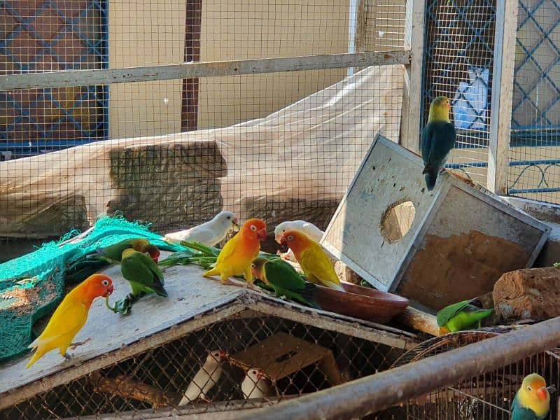 Albino red eye, red eye split, lotinu fisheri, Green fishers lovebirds 3