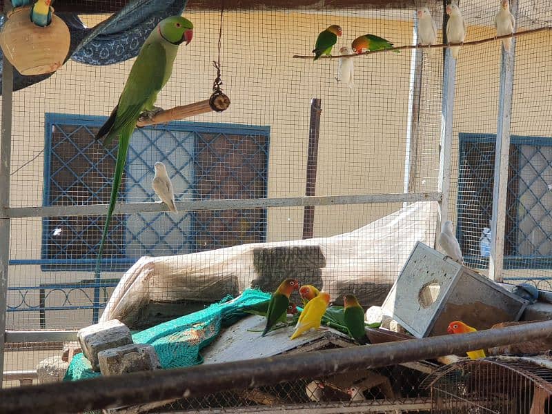 Albino red eye, red eye split, lotinu fisheri, Green fishers lovebirds 7