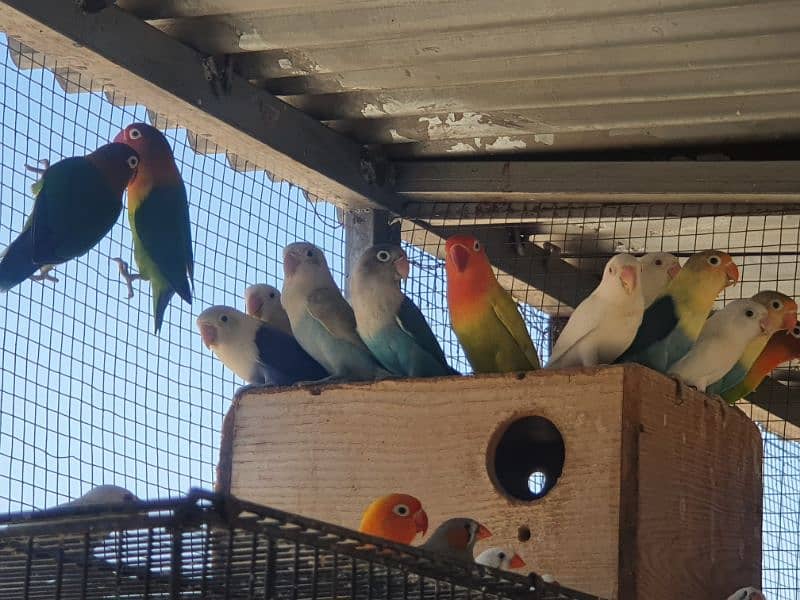 Albino red eye, red eye split, lotinu fisheri, Green fishers lovebirds 10