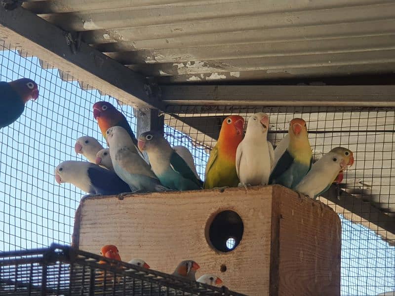 Albino red eye, red eye split, lotinu fisheri, Green fishers lovebirds 12