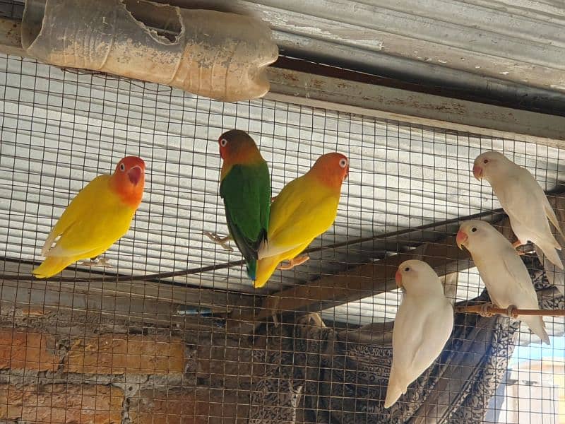 Albino red eye, red eye split, lotinu fisheri, Green fishers lovebirds 13