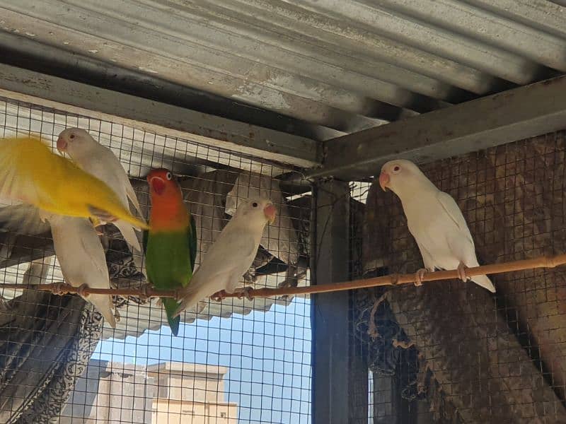 Albino red eye, red eye split, lotinu fisheri, Green fishers lovebirds 16