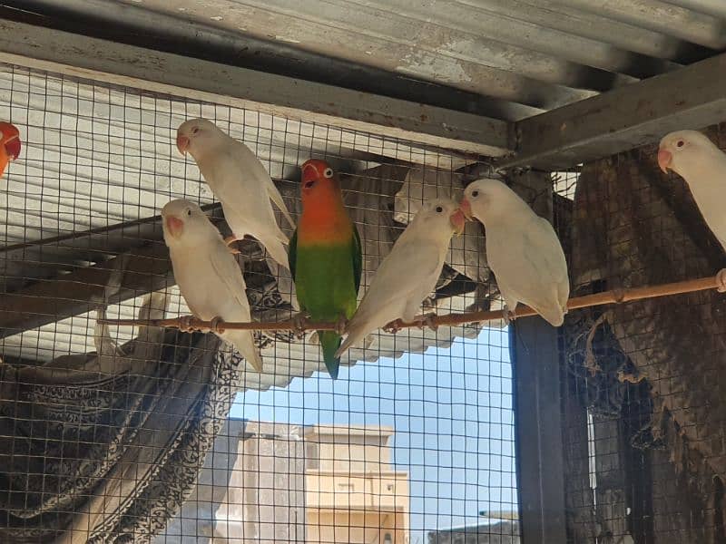 Albino red eye, red eye split, lotinu fisheri, Green fishers lovebirds 18