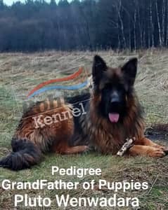 german shepherd Longcoat puppies pedigree