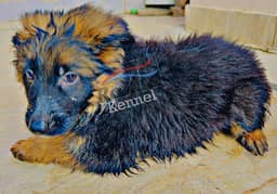 german shepherd Longcoat puppies pedigree 0