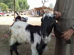 1 bakri sath me 3 male bache he