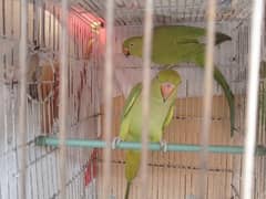 ringneck home breed