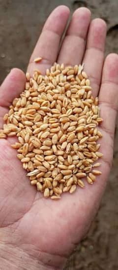 wheat For Sale In Lahore Near Bata Factory Multan Road 0