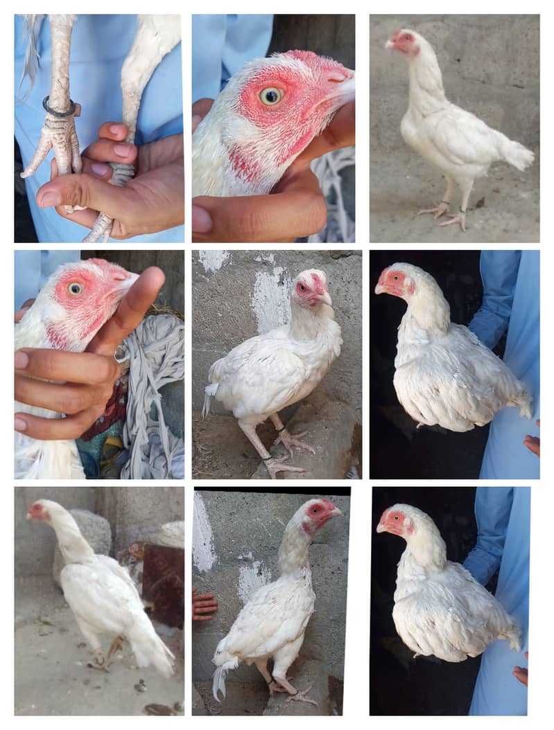 heera chicks chosy in taxila 6