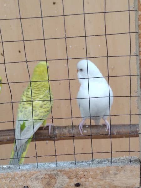 australian parrots 1