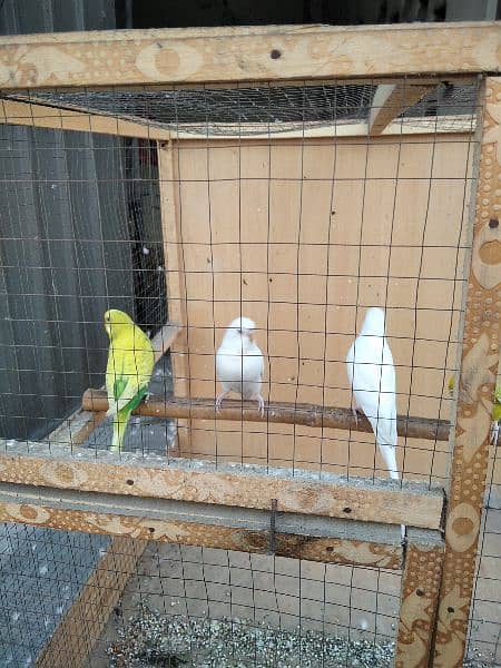 australian parrots 4