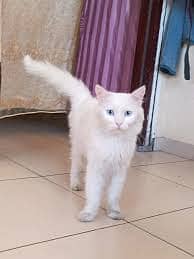 persian double coated blue eyes white female cat