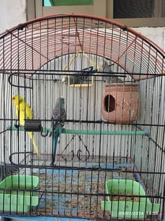 Budgies for sale