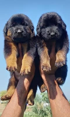 German Shepherd | German Shepherd puppies for sale