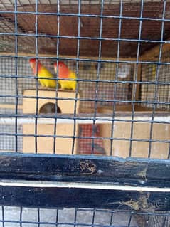 albino black eyes breeders pair for sale