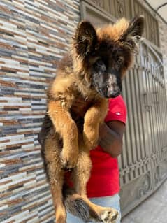 German shepherd male puppy available