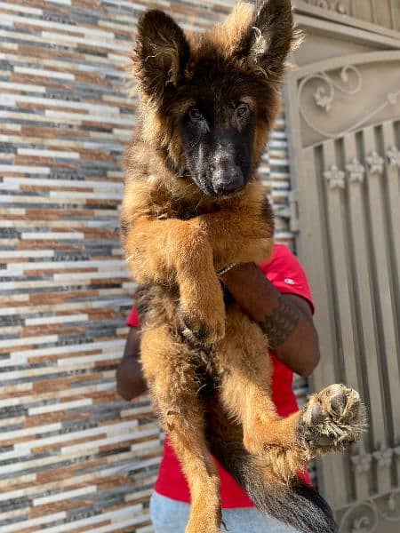 German shepherd male puppy available 3