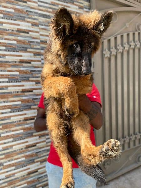 German shepherd male puppy available 5