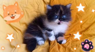 Persian Beautiful calico kittens 0