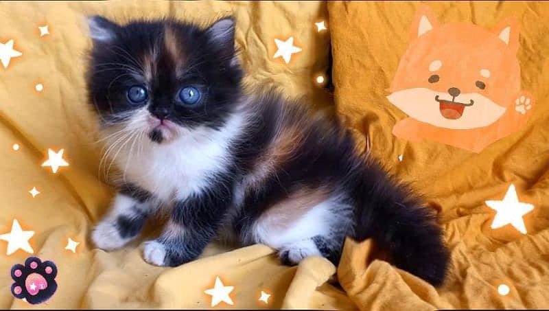 Persian Beautiful calico kittens 1