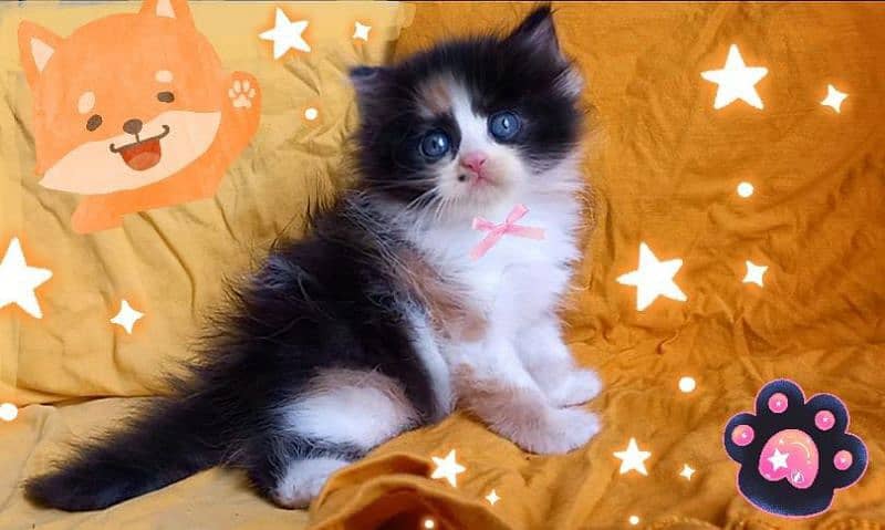 Persian Beautiful calico kittens 2