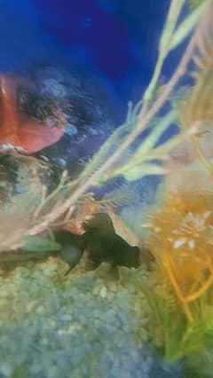 goldfish lion head black moor angle glo fish