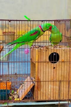 Raw Parrot Pair , Breeder Raw