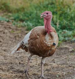 turkey male