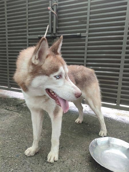 Siberian husky male available for sale 1