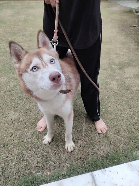 Siberian husky male available for sale 4