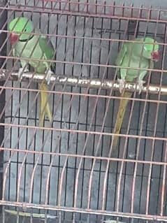 Raw / Alexander Parrot for Sale Contect 3/3/2/3/1/4/0/2/1/0 0