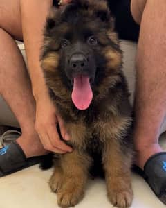 German shepherd puppies available looking for a new home