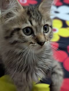 Persian kittens/calico