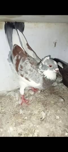 Fancy Pigeon