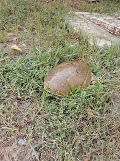 turtle for sale