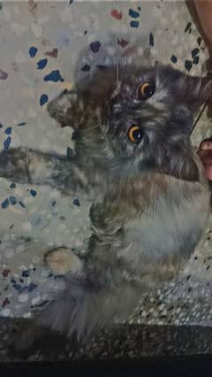 Persian kitten available in appropriate price . 9k only