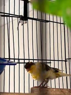 canary finche breeding pair for sale