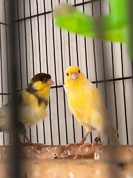 canary finche breeding pair for sale 2